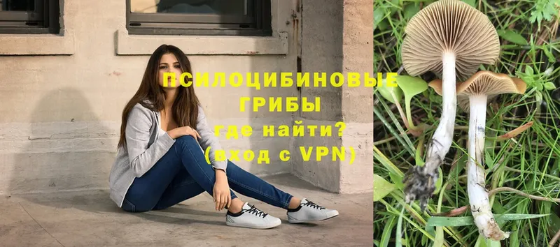 закладка  Алупка  Псилоцибиновые грибы Psilocybe 